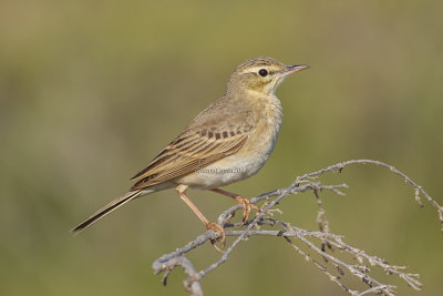 Tawny Pipit