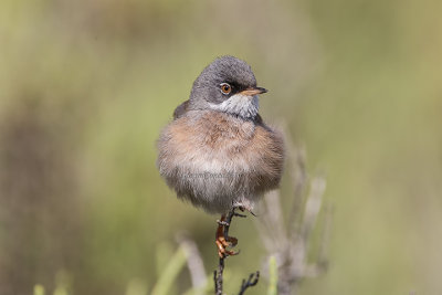 Spectacled Warbler (m.)