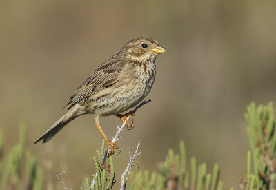 Corn Bunting