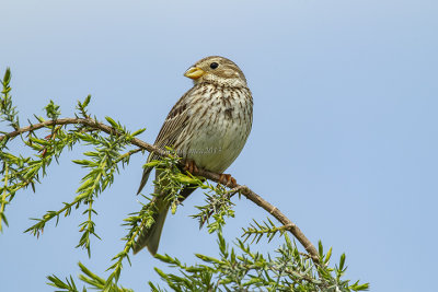 Corn Bunting