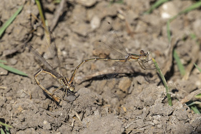 Lestes barbarus (tandem)