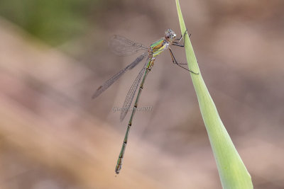 Chalcolestes viridis (m.)