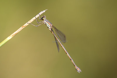 Chalcolestes parvidens (f.)