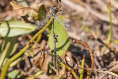 Lestes dryas (tandem)