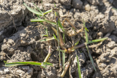 Lestes barbarus (m.)