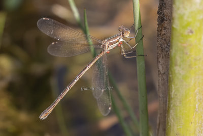 Lestes barbarus (f.)