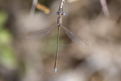 Lestes virens (m.)