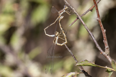 Lestes virens (tandem)