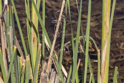Lestes virens (tandem)