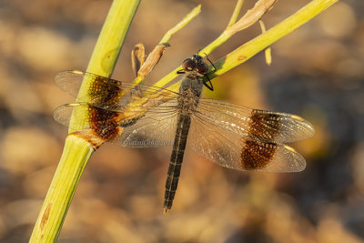 Brachythemis impartita (m)