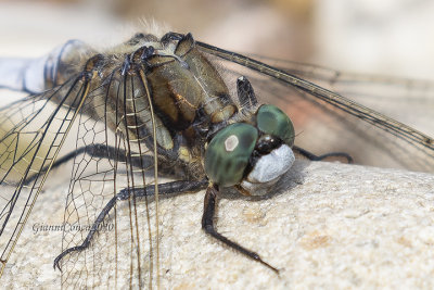 Orthetrum cancellatum (m.)