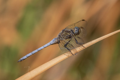 Orthetrum coerulescens (m.)