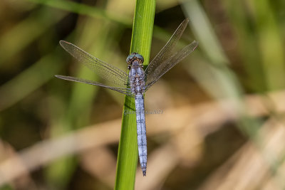 Orthetrum brunneum (m.)
