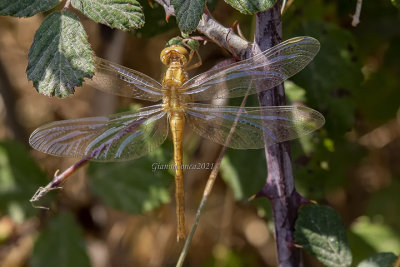 Orthetrum nitidinreve (f.)