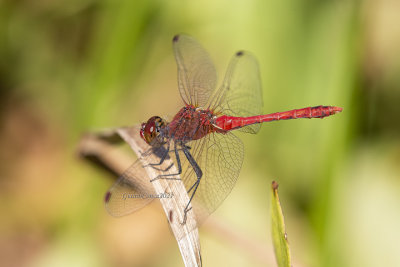 Sympetrum sanguineum (m.)