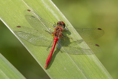 Sympetrum sanguineum (m.)