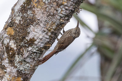 Streak-headed Woodcreeper