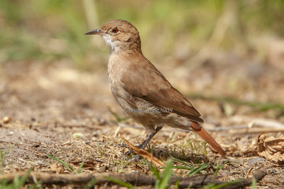 Rufous Hornero