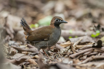 Black-faced Antthrush