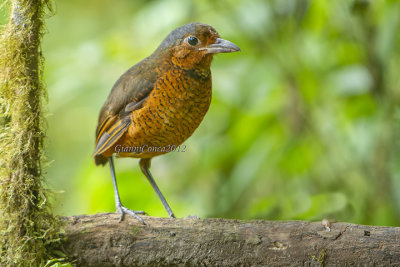 Giant Antpitta
