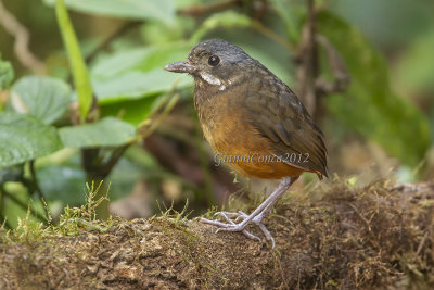 Moustached Antpitta