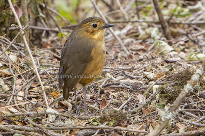 Tawny Antpitta