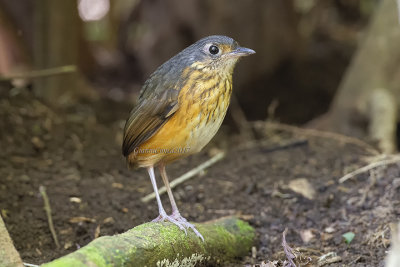 Thicket Antpitta