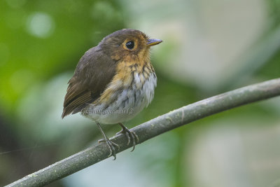 Ochre-breasted Antpitta