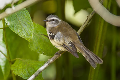 White-banded Tyrannulet