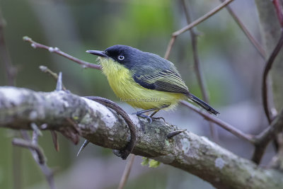 Common Tody-Flycatcher