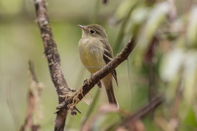 Yellow-bellied Flycatcher