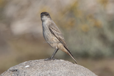 Yellow-bellied Flycatcher