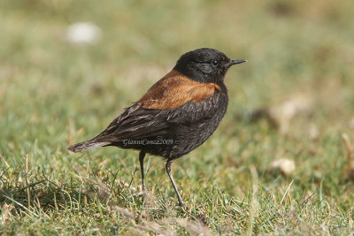 Austral Negrito (m.)