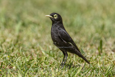 Spectacled Tyrant (m.)