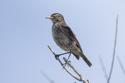 Spectacled Tyrant (f.)