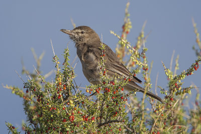 Grey-bellied Shrike-Tyrant