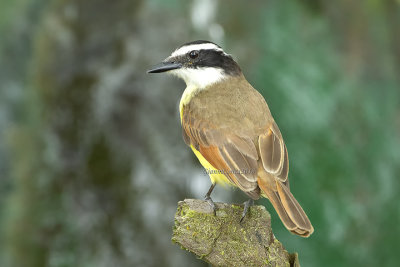 White-ringed Flycatcher