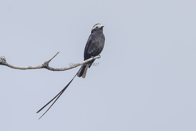 Long-tailed Tyrant