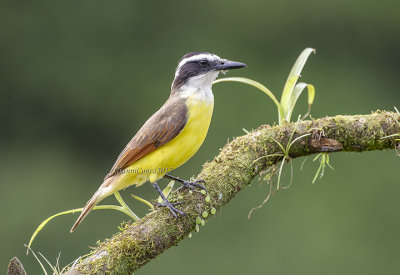 Great Kiskadee