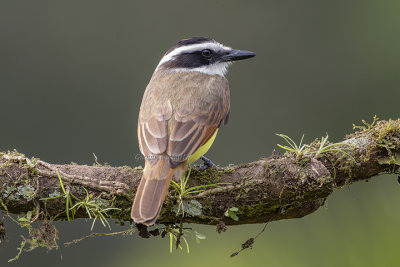 Boat-billed Flycatcher