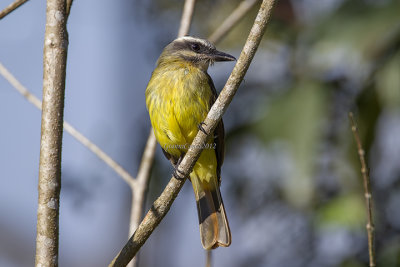 Golden-crowned Flycatcher