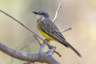 Tropical Kingbird