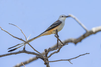 Scissor-tailed Flycatcher