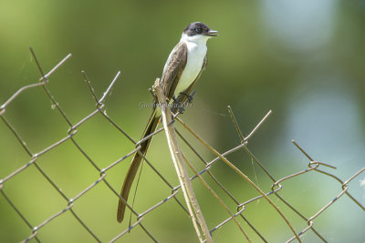 Fork-tailed Flycatcher 