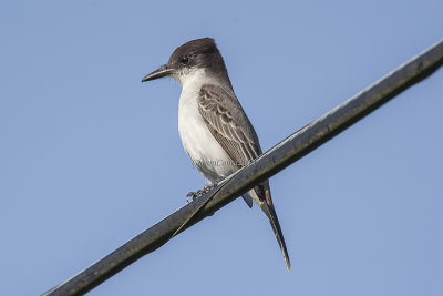 Eastern Kingbird