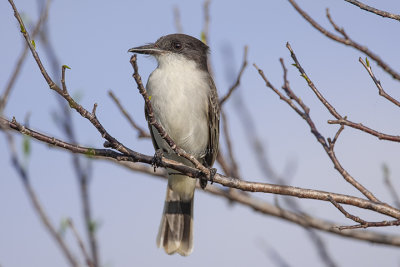 Loggerhead Kingbird