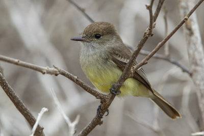 Galapagos Flycatcher