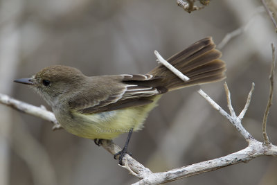 Galapagos Flycatcher