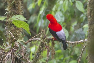 Andean Cock of the rock