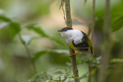 White-collared Manakin (m.)